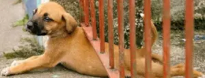 Cachorro raça  idade 2 anos nome beatriz