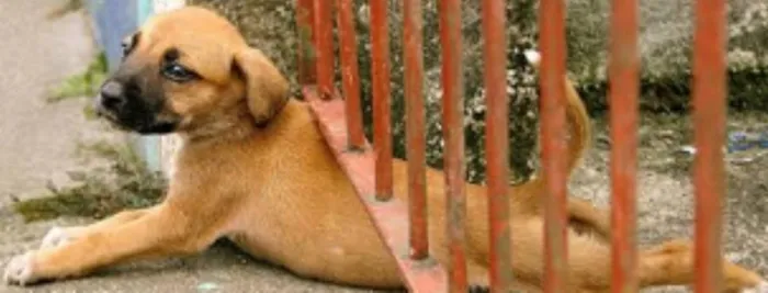 Cachorro ra a  idade 2 anos nome beatriz