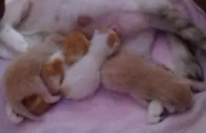 Gato raça  idade Abaixo de 2 meses nome Gatos fofos d+