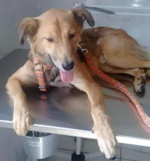 Cachorro raça SRD idade 1 ano nome Não possui