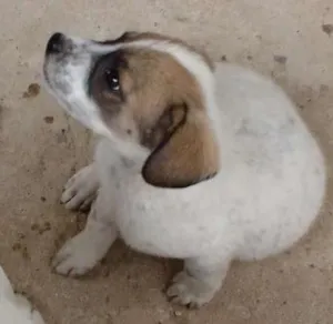 Cachorro raça SRD idade 2 a 6 meses nome Sem nomes