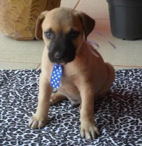 Cachorro ra a Não definida idade Abaixo de 2 meses nome MARLEY