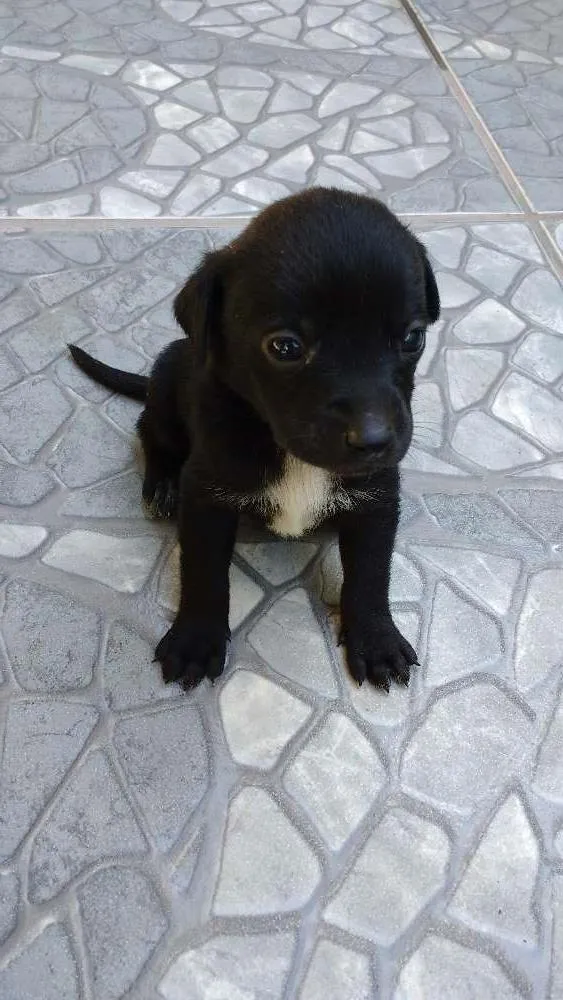 Cachorro raça SRD idade 2 a 6 meses nome a definir