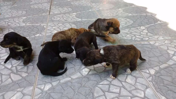 Cachorro raça SRD idade 2 a 6 meses nome a definir