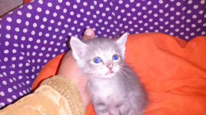 Gato ra a srd idade Abaixo de 2 meses nome sashimi