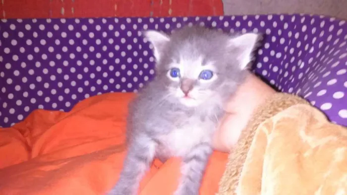 Gato ra a srd idade Abaixo de 2 meses nome sashimi