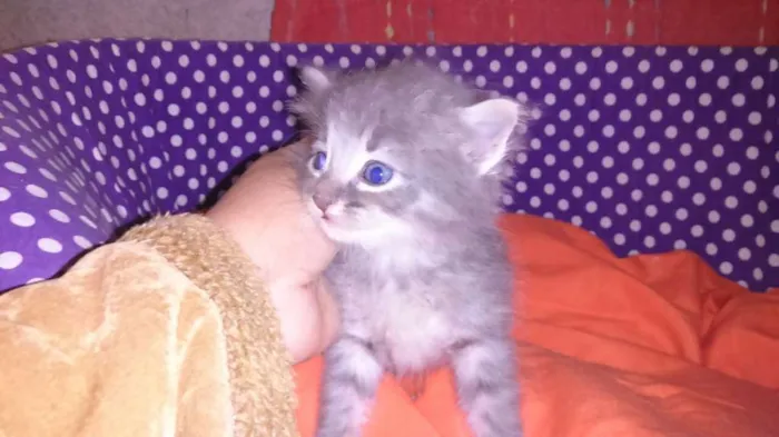 Gato ra a srd idade Abaixo de 2 meses nome sashimi