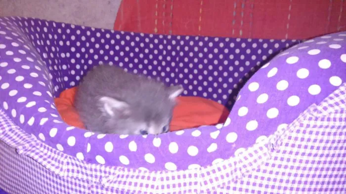 Gato ra a srd idade Abaixo de 2 meses nome sashimi