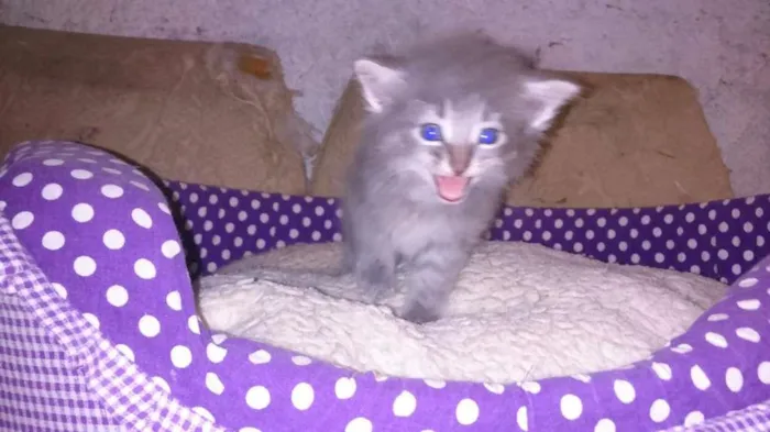 Gato ra a srd idade Abaixo de 2 meses nome shimeji