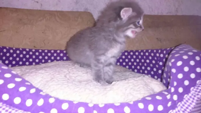 Gato ra a srd idade Abaixo de 2 meses nome shimeji