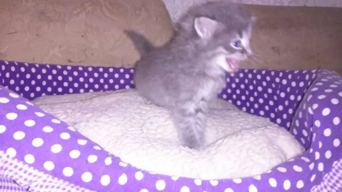 Gato ra a srd idade Abaixo de 2 meses nome shimeji