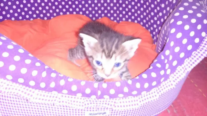 Gato ra a srd idade Abaixo de 2 meses nome shitake