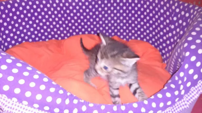 Gato ra a srd idade Abaixo de 2 meses nome shitake