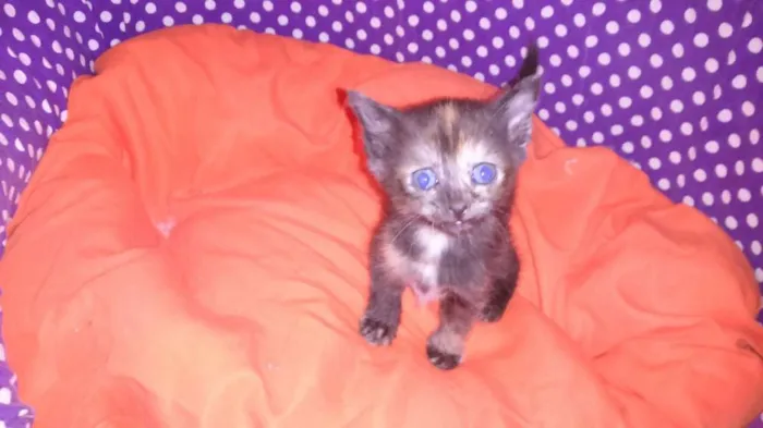 Gato ra a srd idade Abaixo de 2 meses nome sushi