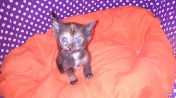 Gato ra a srd idade Abaixo de 2 meses nome sushi