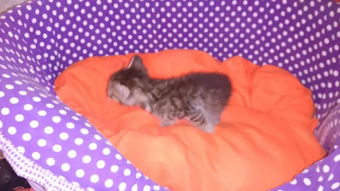 Gato ra a srd idade Abaixo de 2 meses nome sushi