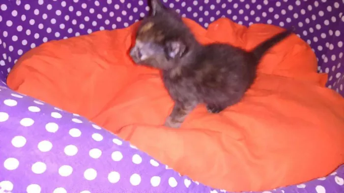 Gato ra a srd idade Abaixo de 2 meses nome sushi