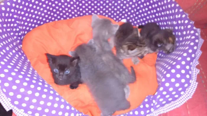 Gato ra a srd idade Abaixo de 2 meses nome shoyo