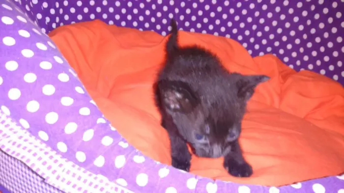 Gato ra a srd idade Abaixo de 2 meses nome shoyo