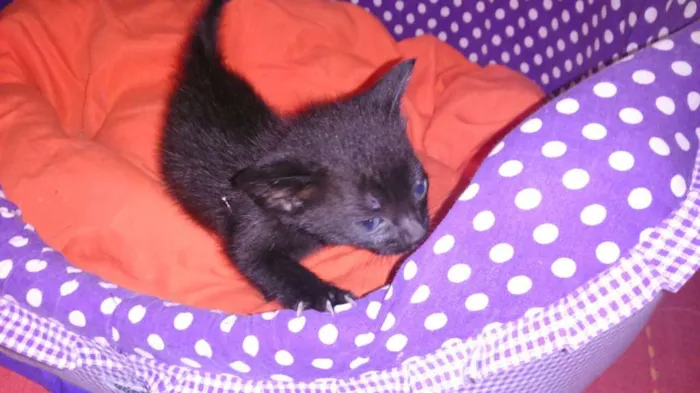 Gato ra a srd idade Abaixo de 2 meses nome shoyo