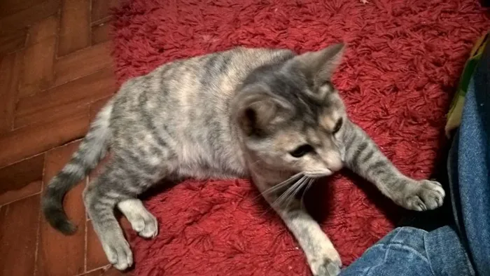 Gato ra a srd idade 7 a 11 meses nome Petunia