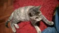 Petunia