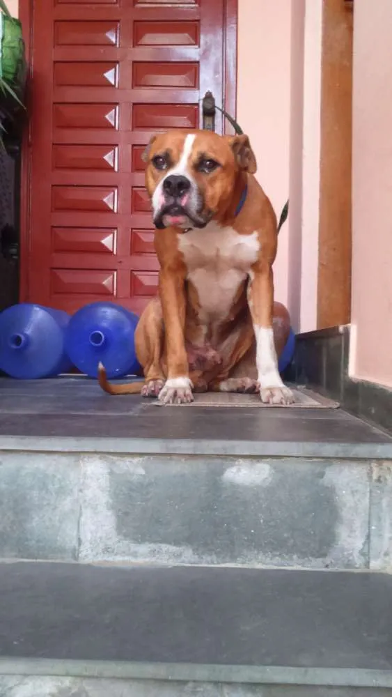 Cachorro ra a mistura com boxer idade 2 anos nome Grandão