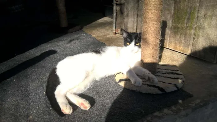 Gato ra a srd idade 7 a 11 meses nome mixirica
