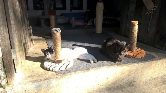 Gato ra a srd idade 7 a 11 meses nome mixirica