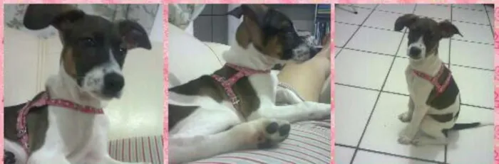 Cachorro ra a Fox paulistinha  idade 2 anos nome Dora Aventureira