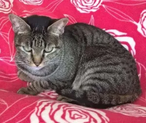 Gato raça srd idade 7 a 11 meses nome marie