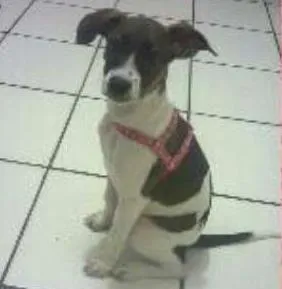 Cachorro ra a Fox paulistinha  idade 2 anos nome Dora Aventureira