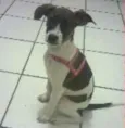 Dora Aventureira
