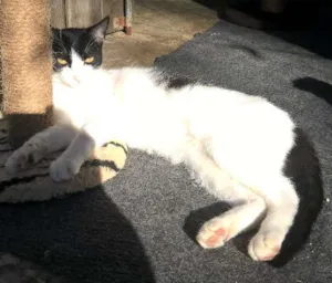 Gato raça srd idade 7 a 11 meses nome mixirica