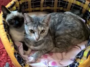 Gato raça srd idade 7 a 11 meses nome Petunia