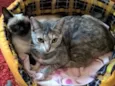 Petunia