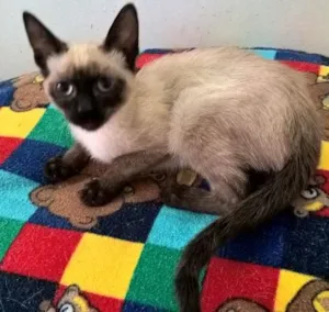 Gato raça siamesa idade 2 a 6 meses nome tulips
