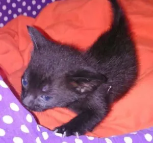 Gato raça srd idade Abaixo de 2 meses nome shoyo