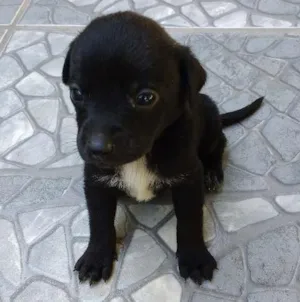 Cachorro raça SRD idade 2 a 6 meses nome a definir