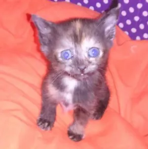 Gato raça srd idade Abaixo de 2 meses nome sushi