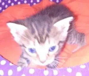 Gato raça srd idade Abaixo de 2 meses nome shitake