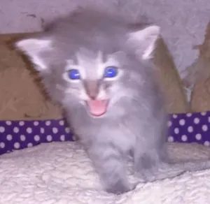 Gato raça srd idade Abaixo de 2 meses nome shimeji