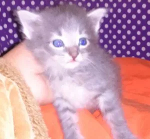 Gato raça srd idade Abaixo de 2 meses nome sashimi