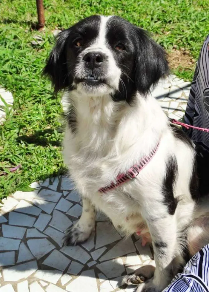 Cachorro ra a SRD idade 2 anos nome Chiquita