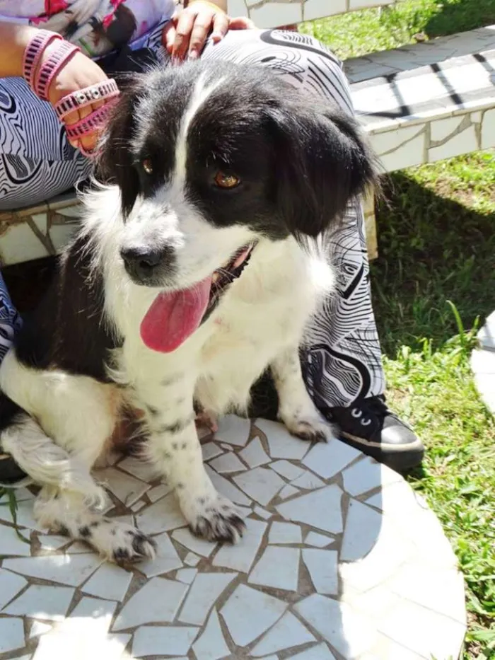 Cachorro ra a SRD idade 2 anos nome Chiquita