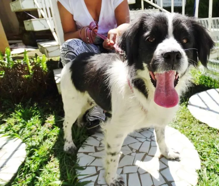 Cachorro ra a SRD idade 2 anos nome Chiquita