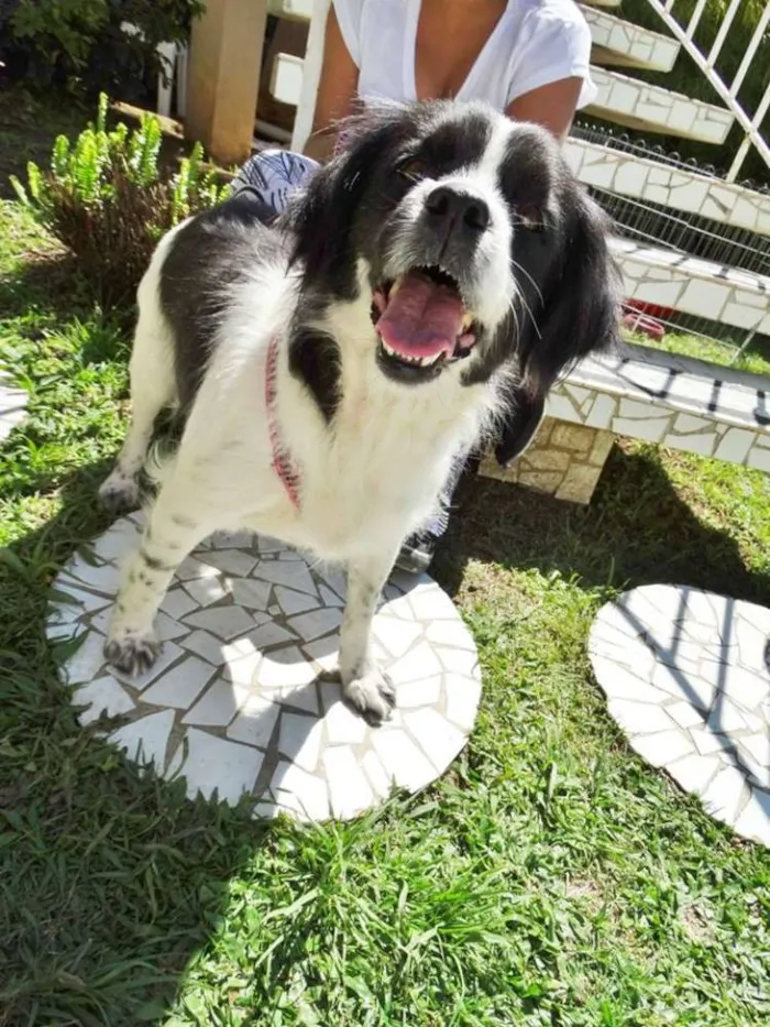 Cachorro ra a SRD idade 2 anos nome Chiquita