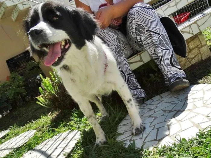 Cachorro ra a SRD idade 2 anos nome Chiquita