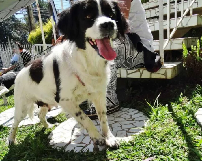 Cachorro ra a SRD idade 2 anos nome Chiquita