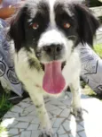 Chiquita